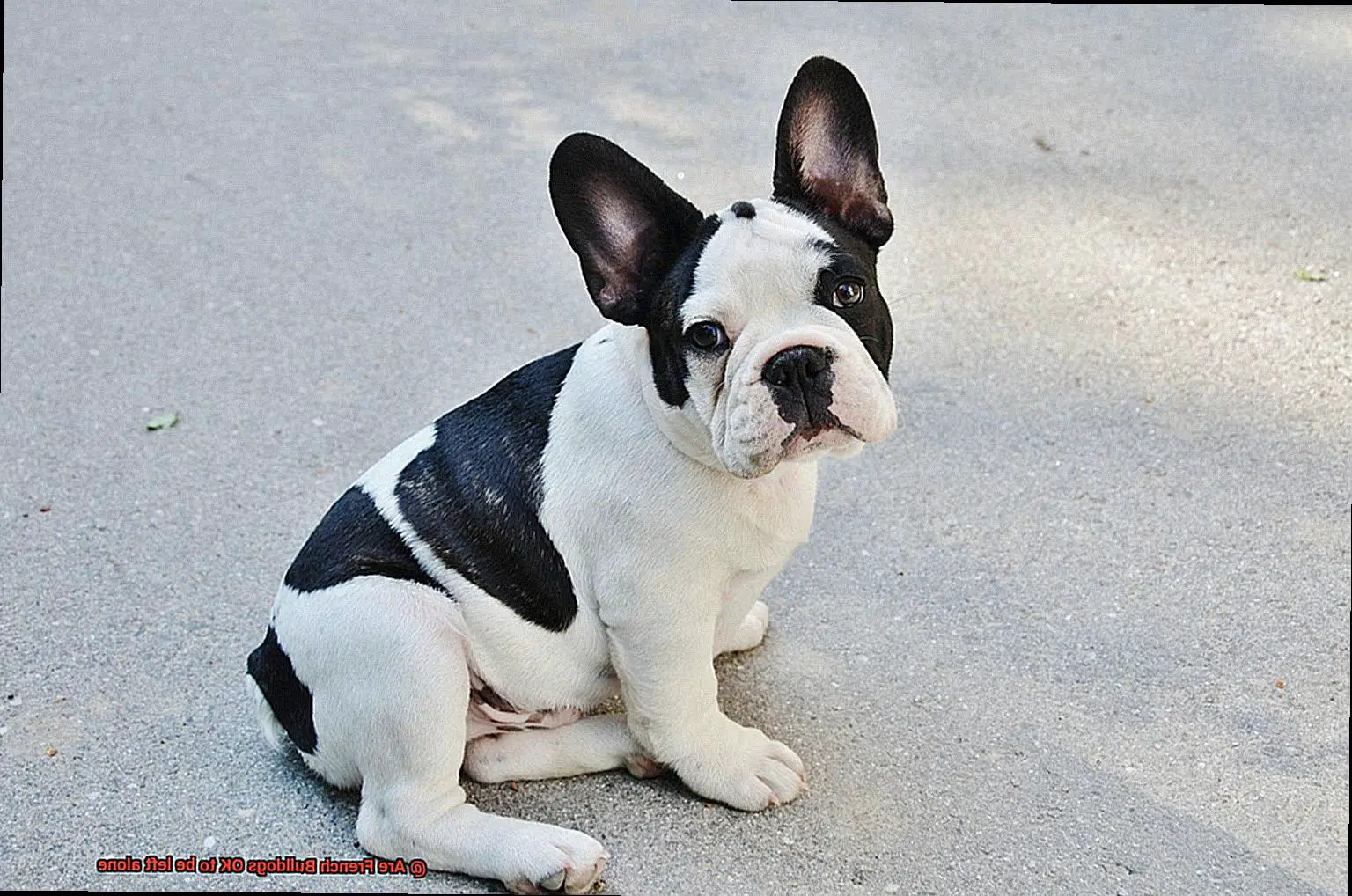 Are French Bulldogs OK to be left alone-3