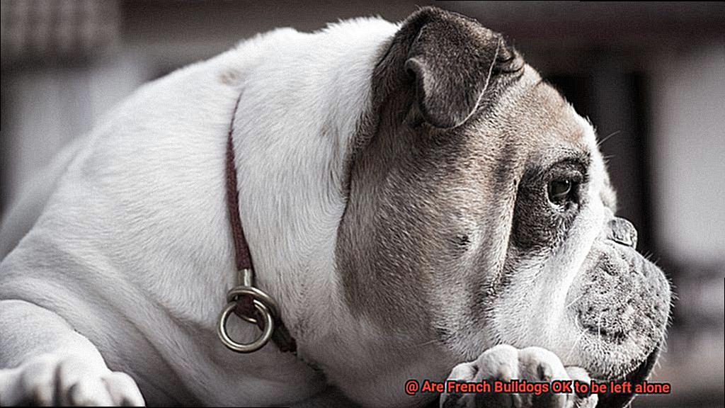 Are French Bulldogs OK to be left alone-6
