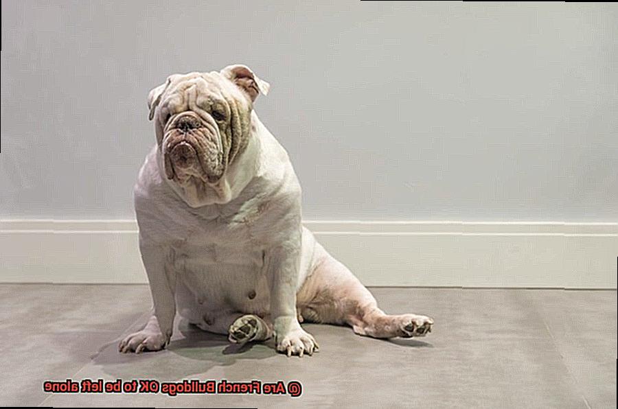 Are French Bulldogs OK to be left alone-5