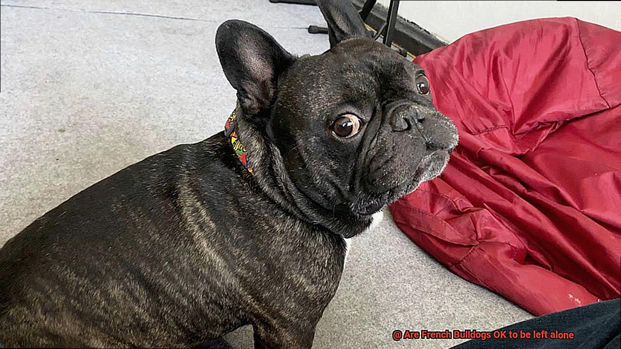 Are French Bulldogs OK to be left alone-8