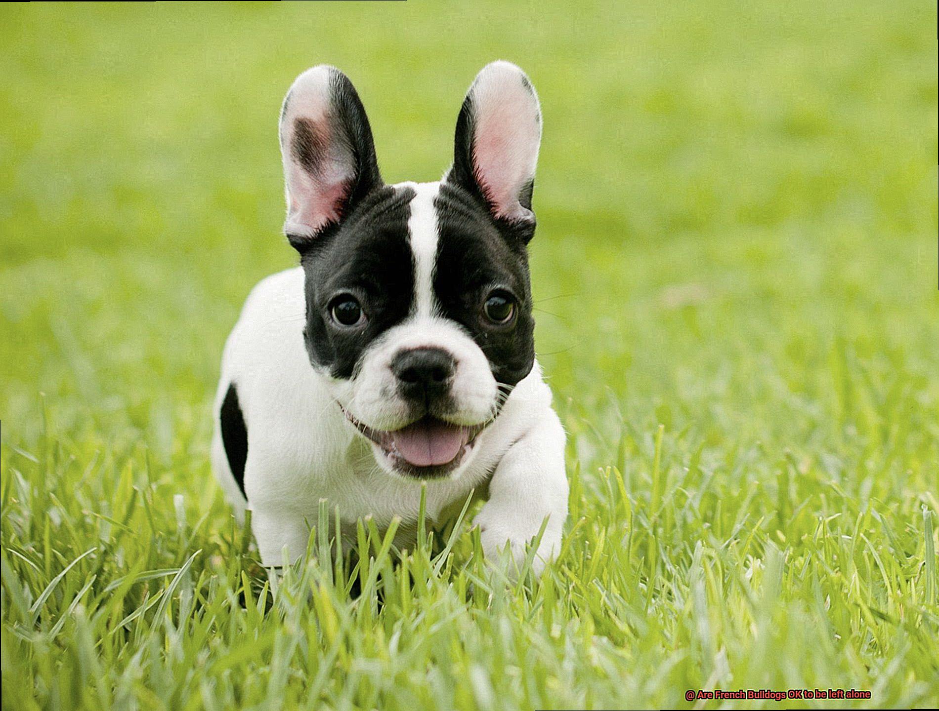 Are French Bulldogs OK to be left alone-2