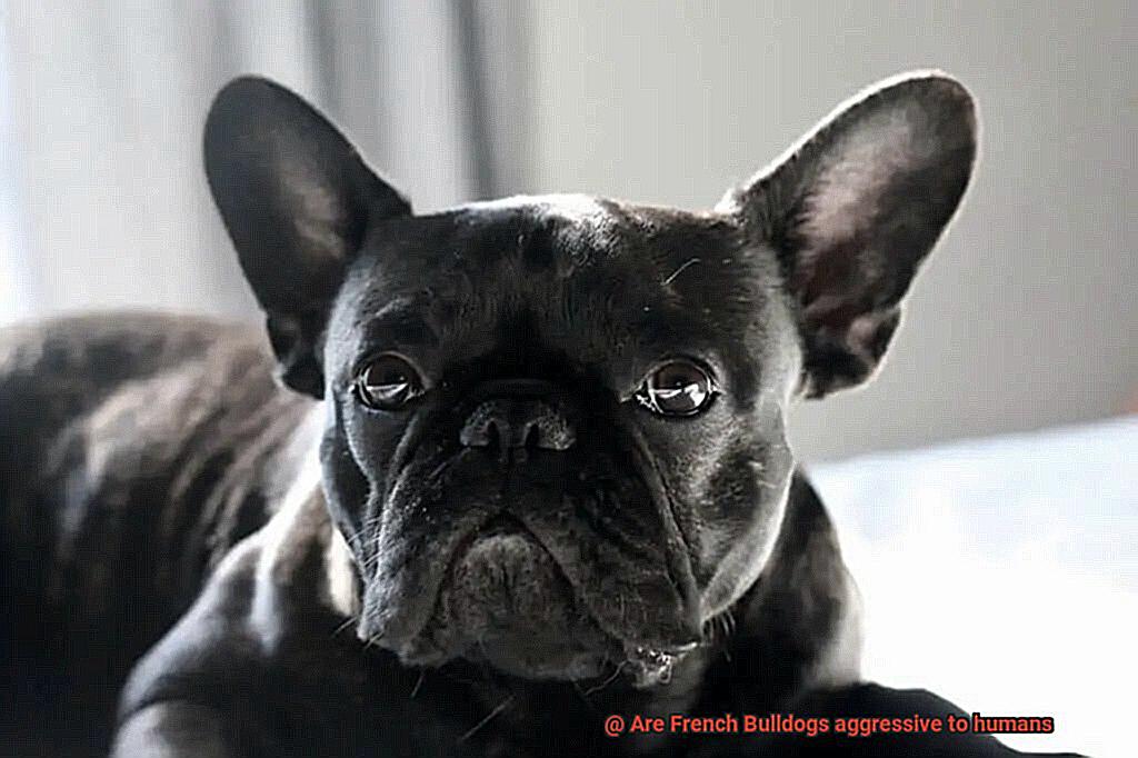 Are French Bulldogs aggressive to humans-3