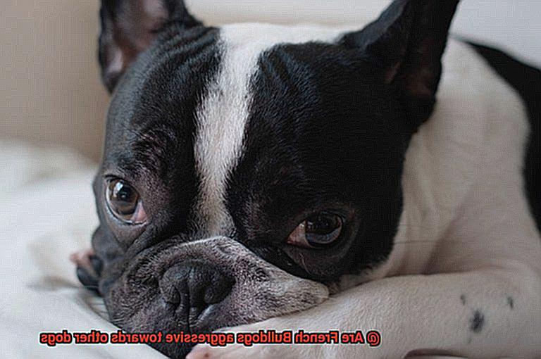 Are French Bulldogs aggressive towards other dogs-5