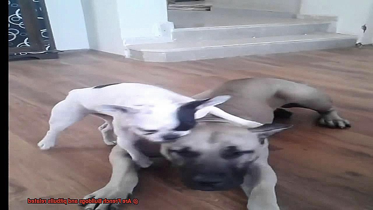 Are French Bulldogs and pitbulls related-3
