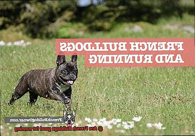 Are French Bulldogs good for running-4