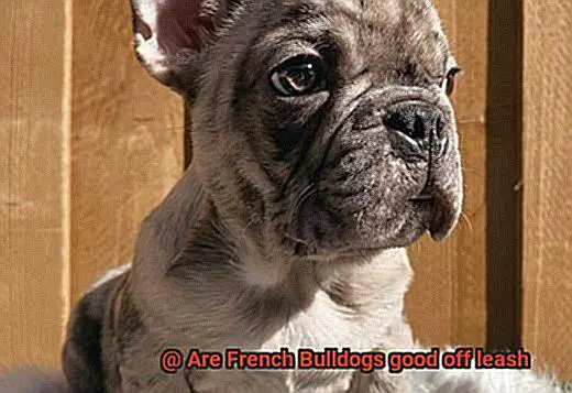 Are French Bulldogs good off leash-5