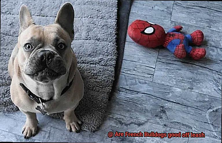 Are French Bulldogs good off leash-3