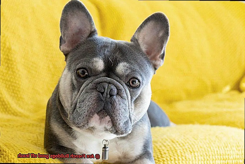 Are French Bulldogs good off leash-4