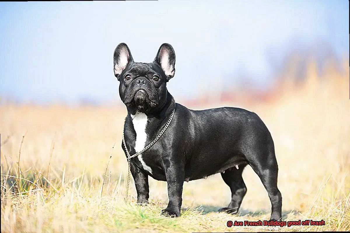 Are French Bulldogs good off leash-7