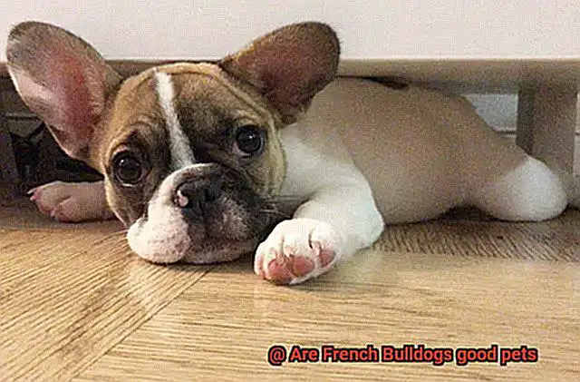 Are French Bulldogs good pets-2