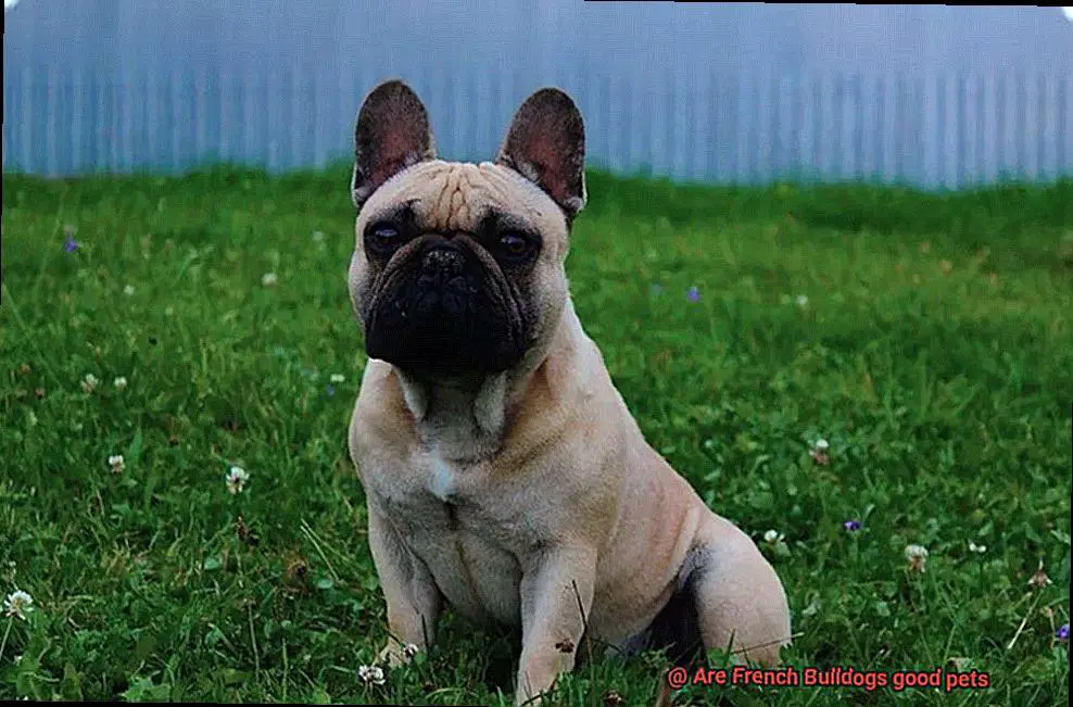 Are French Bulldogs good pets-4