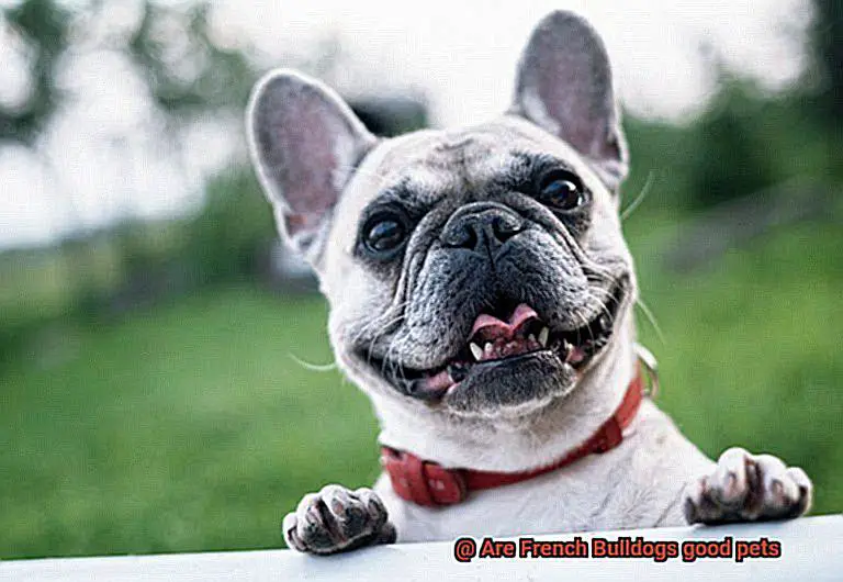 Are French Bulldogs good pets-7