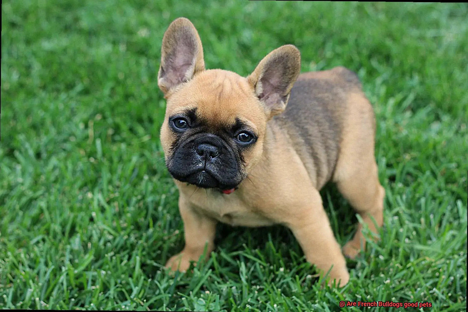 Are French Bulldogs good pets-6