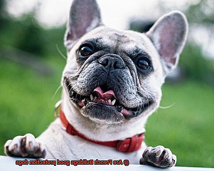 Are French Bulldogs good protection dogs-2