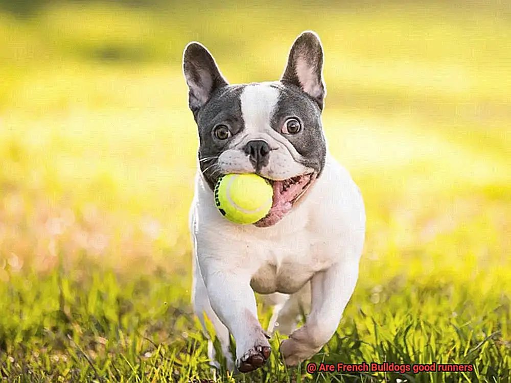 Are French Bulldogs good runners-2