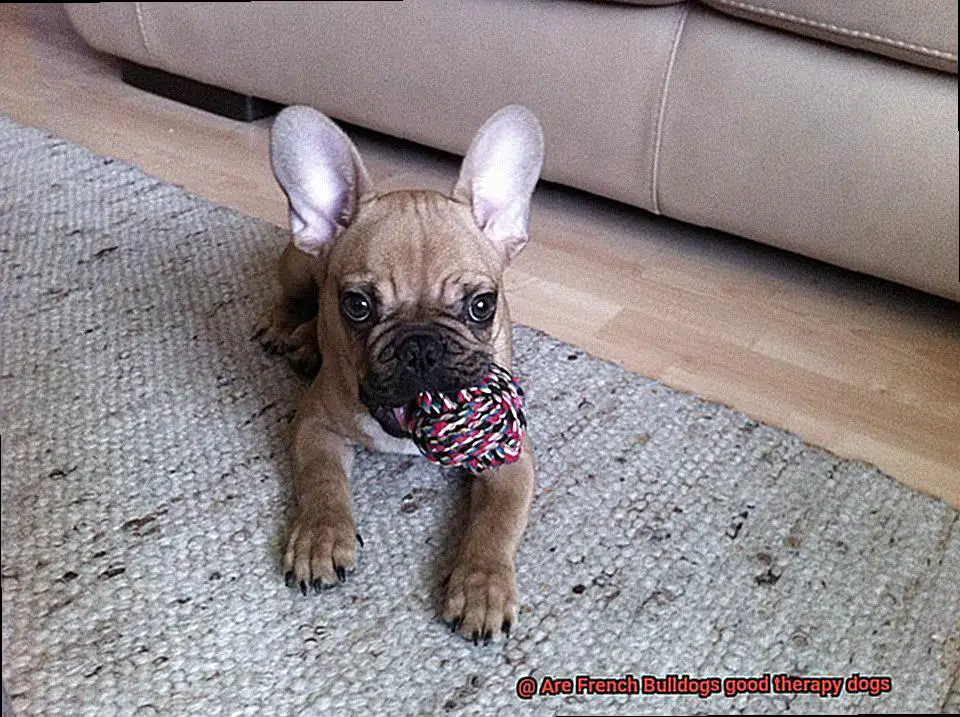 Are French Bulldogs good therapy dogs-3