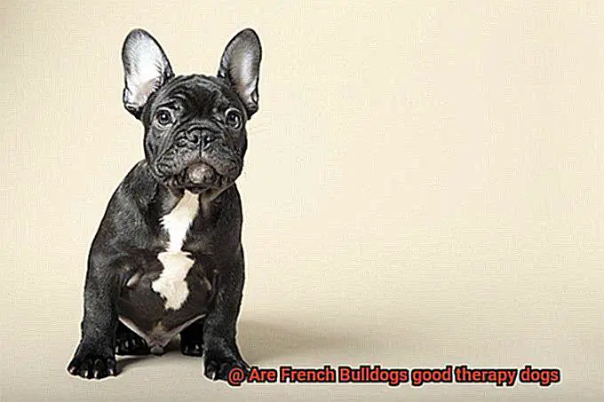 Are French Bulldogs good therapy dogs-4