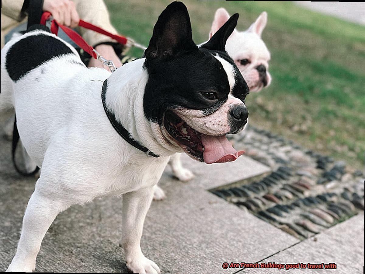 Are French Bulldogs good to travel with-2