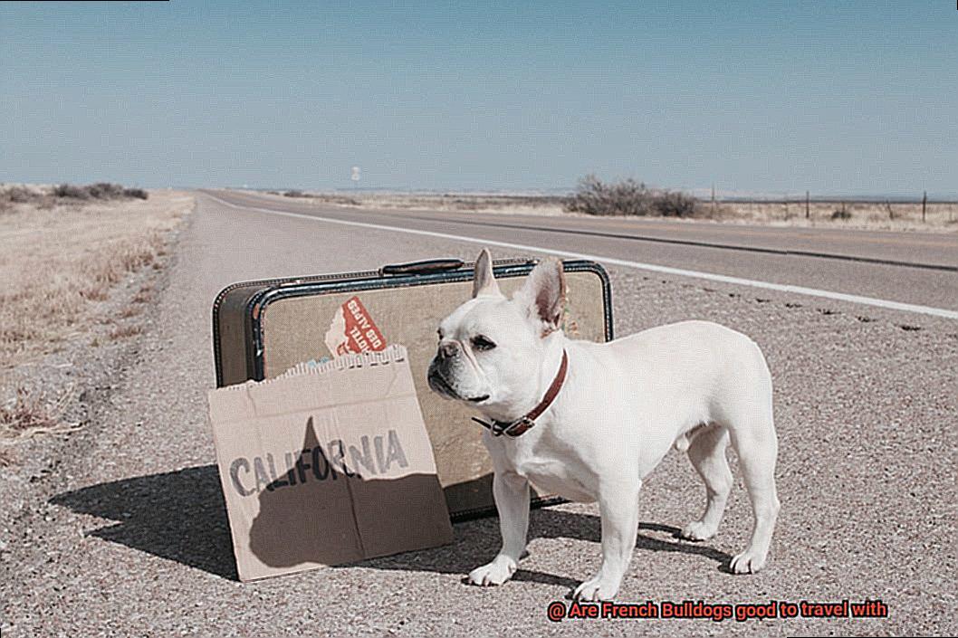 Are French Bulldogs good to travel with-4
