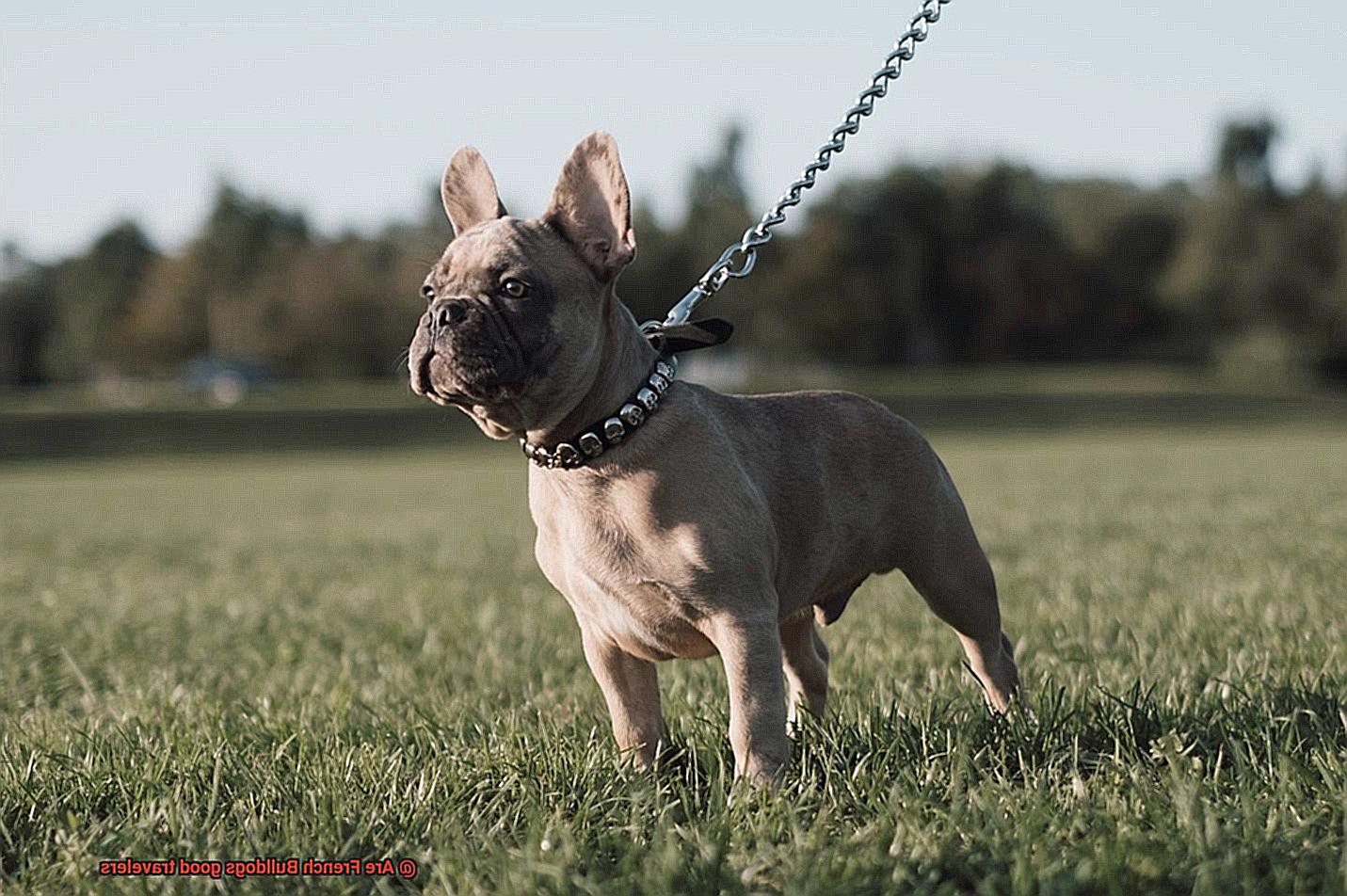 Are French Bulldogs good travelers-3
