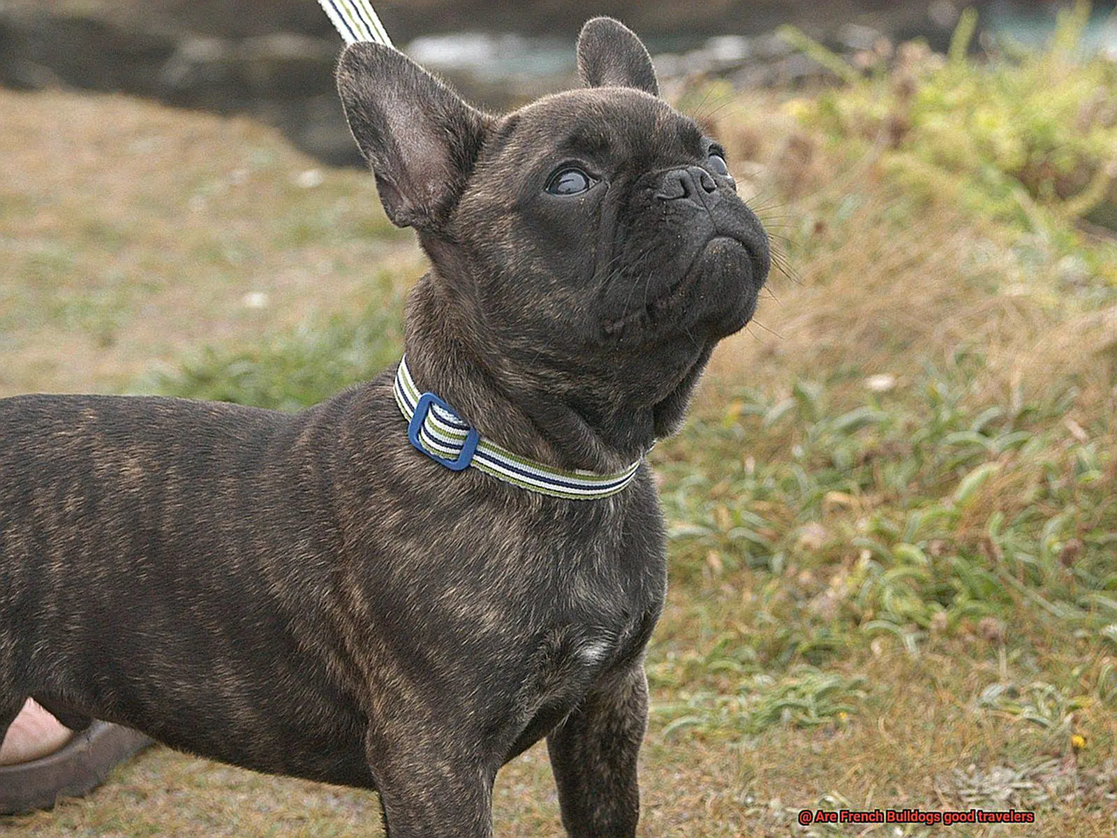 Are French Bulldogs good travelers-5
