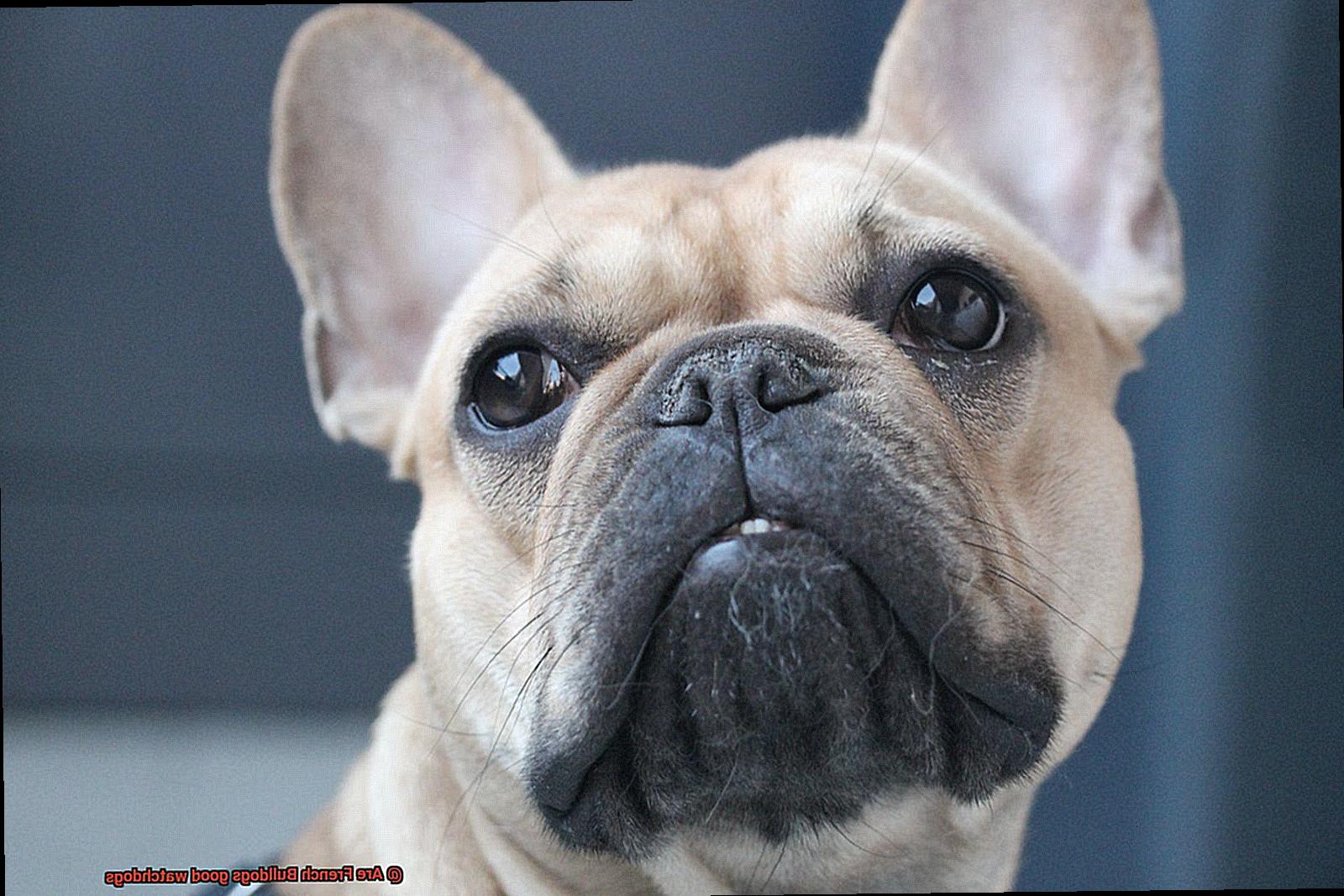 Are French Bulldogs good watchdogs-3