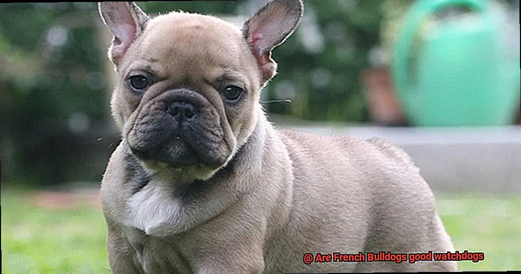Are French Bulldogs good watchdogs-2