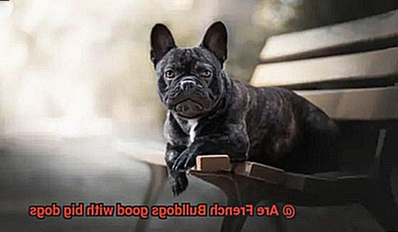 Are French Bulldogs good with big dogs-5