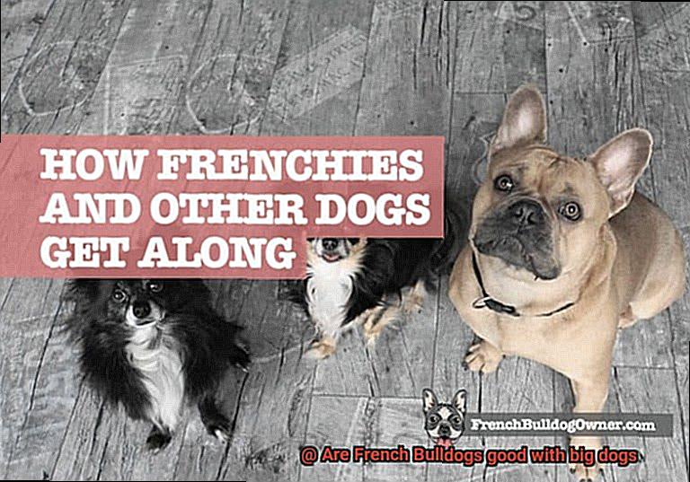 Are French Bulldogs good with big dogs-2