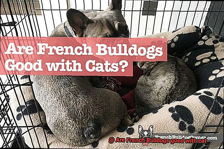 Are French Bulldogs good with cat-6