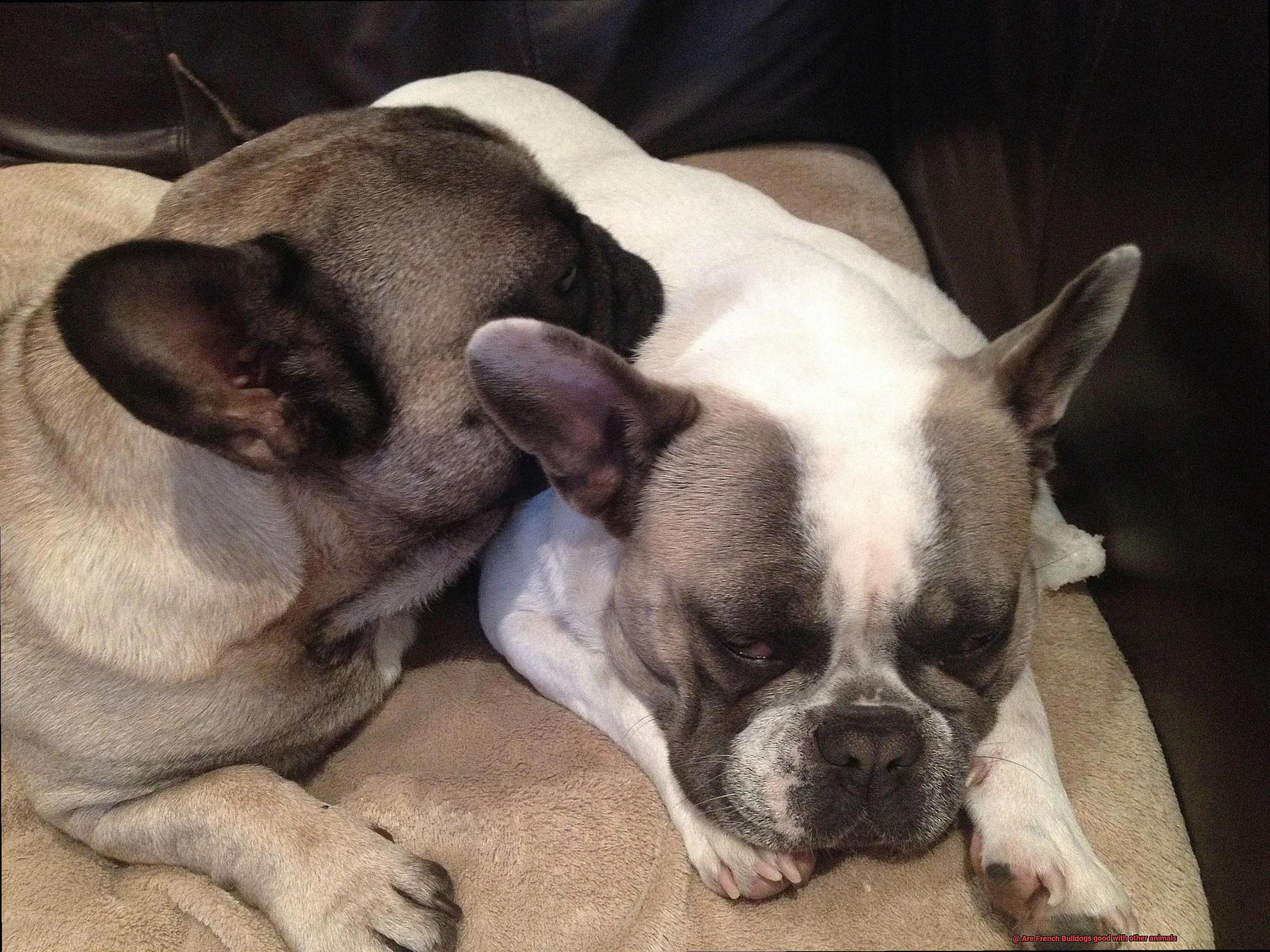 Are French Bulldogs good with other animals-2