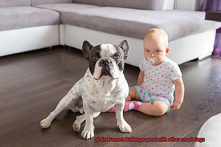 Are French Bulldogs good with other small dogs-2
