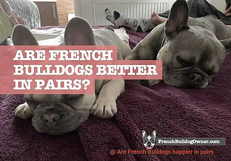 Are French Bulldogs happier in pairs-2
