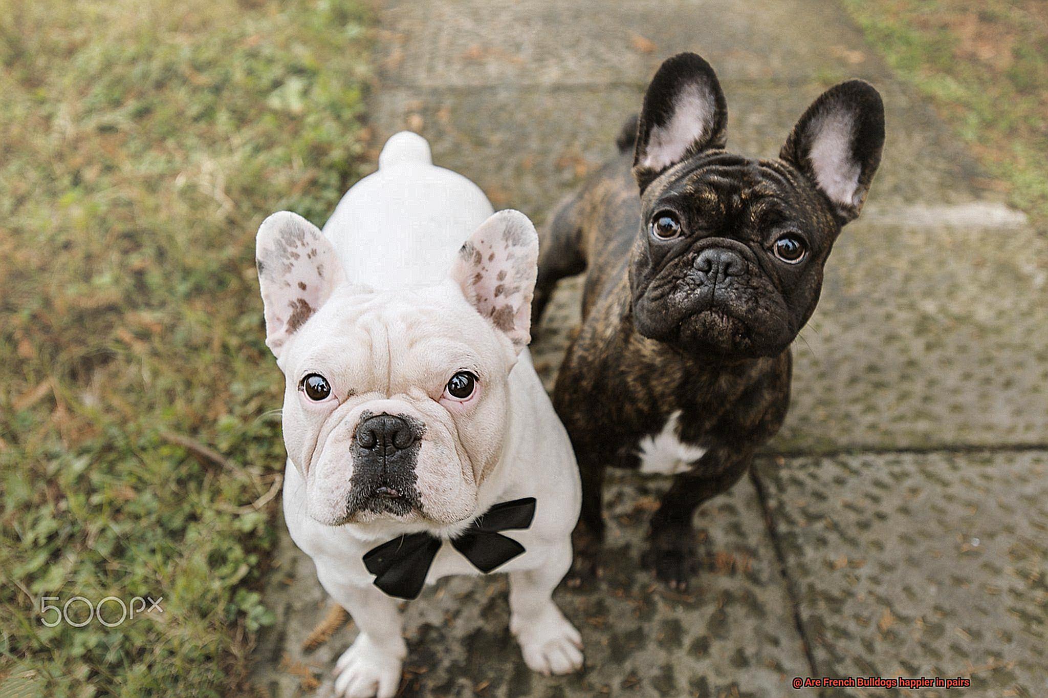 Are French Bulldogs happier in pairs-3