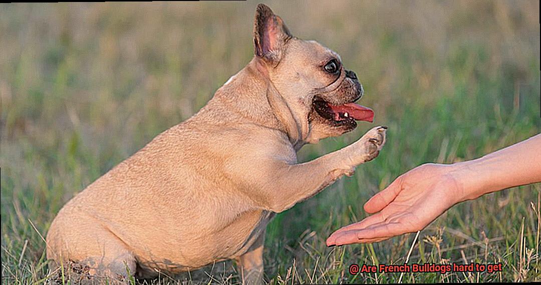 Are French Bulldogs hard to get-5