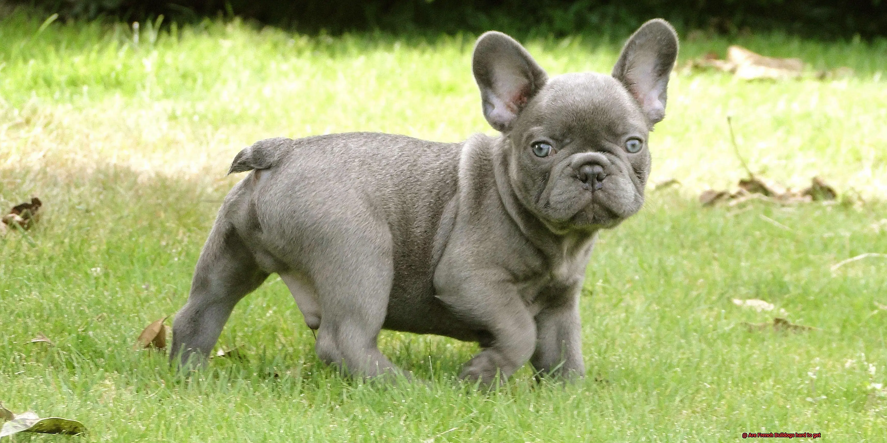 Are French Bulldogs hard to get-4