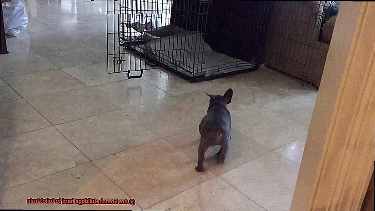 Are French Bulldogs hard to toilet train-2