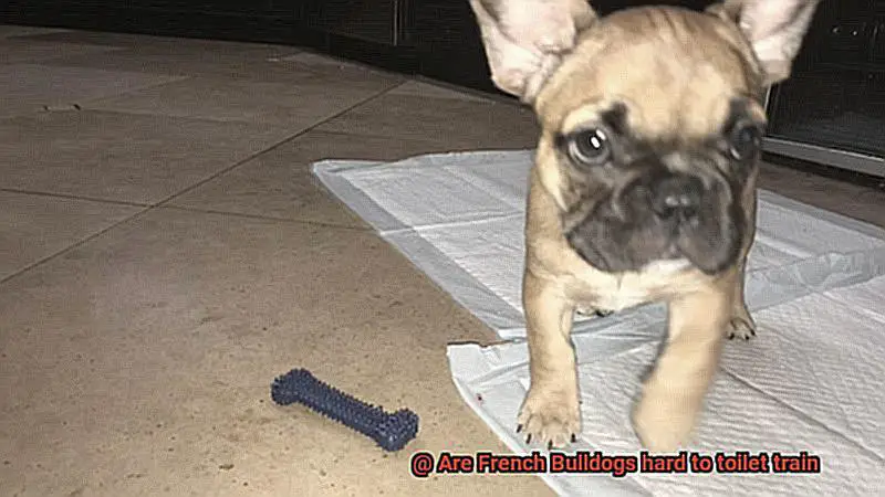 Are French Bulldogs hard to toilet train-5