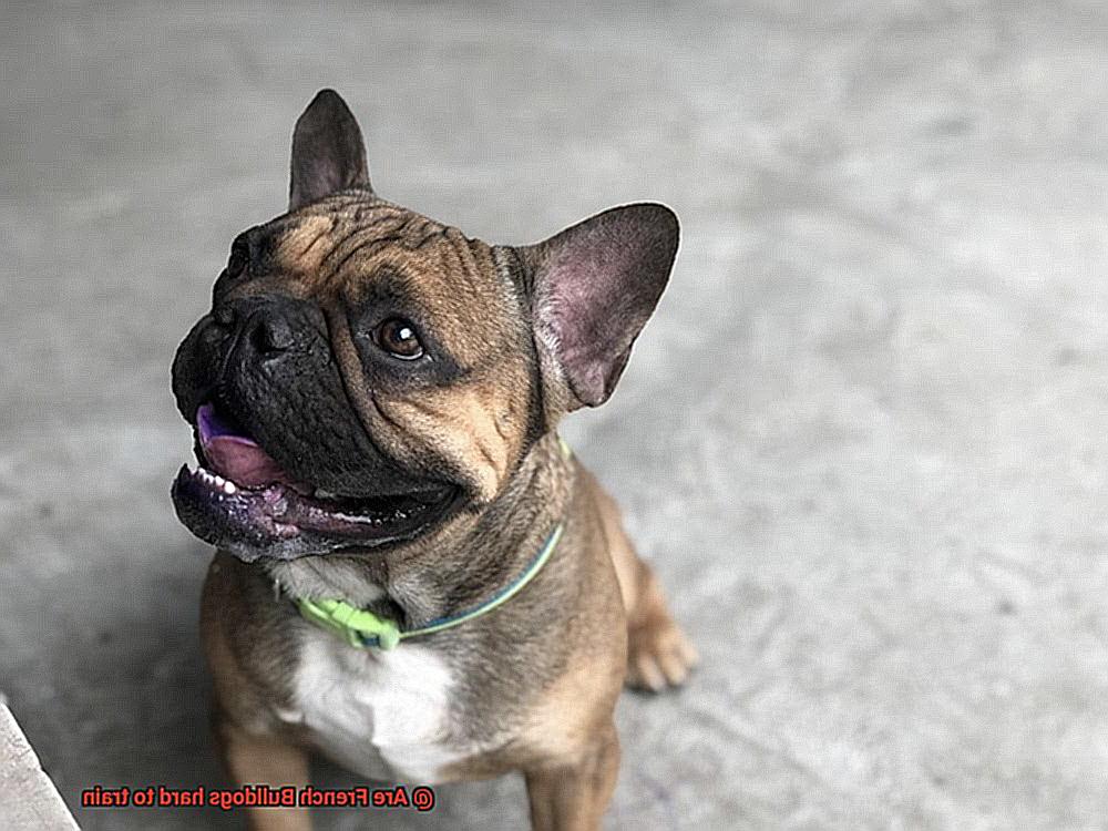 Are French Bulldogs hard to train-4