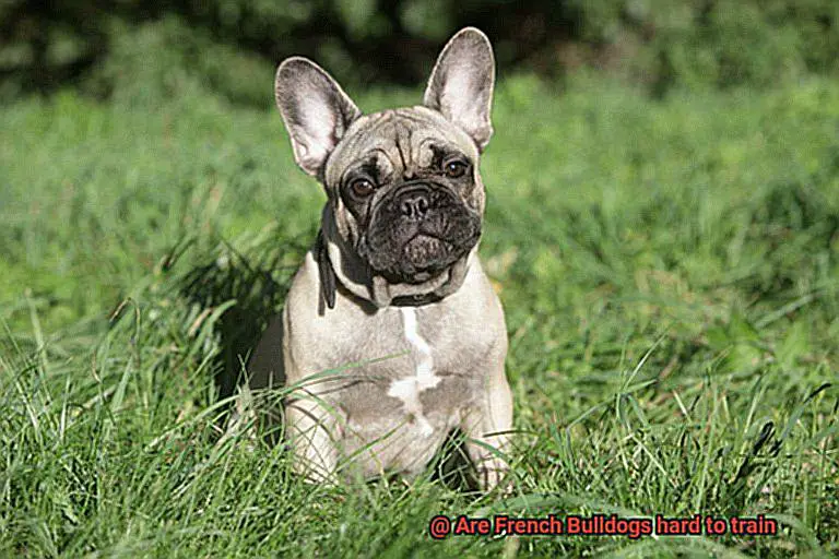 Are French Bulldogs hard to train-5