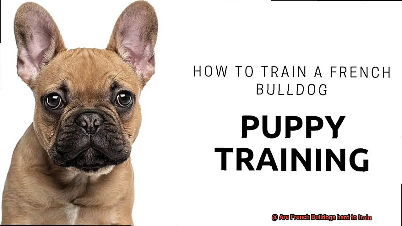 Are French Bulldogs hard to train-2
