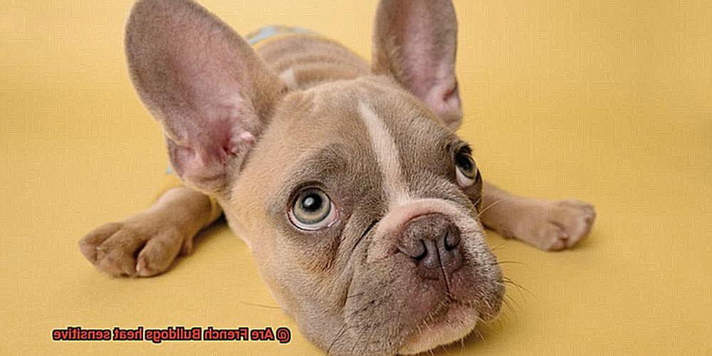 Are French Bulldogs heat sensitive-4