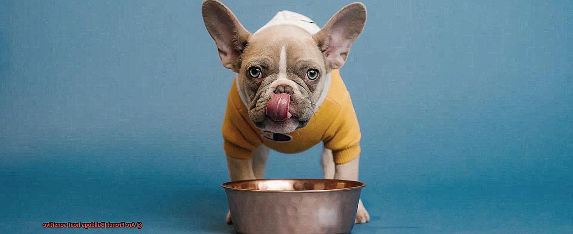 Are French Bulldogs heat sensitive-3