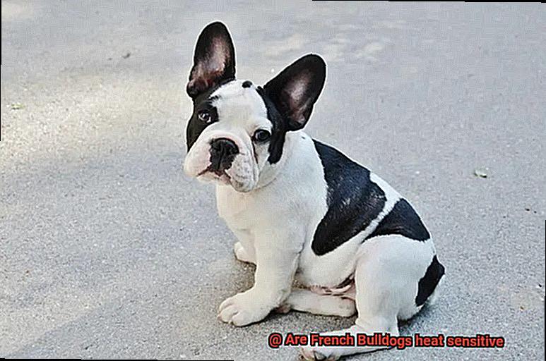 Are French Bulldogs heat sensitive-2