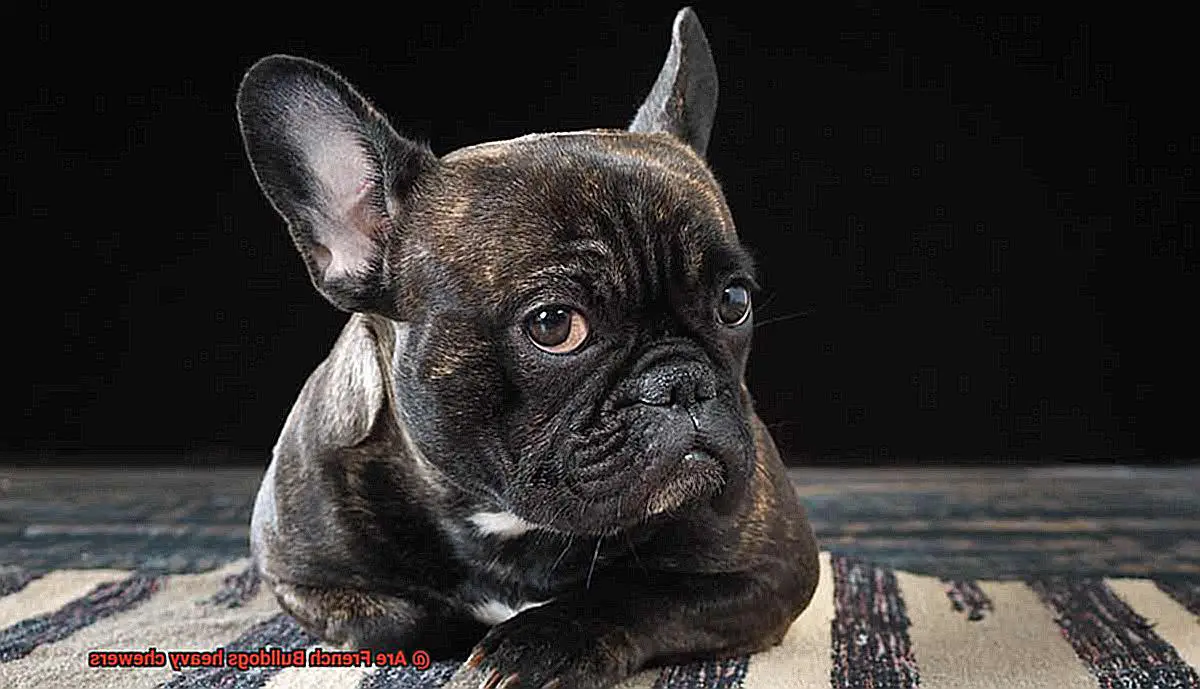 Are French Bulldogs heavy chewers-2