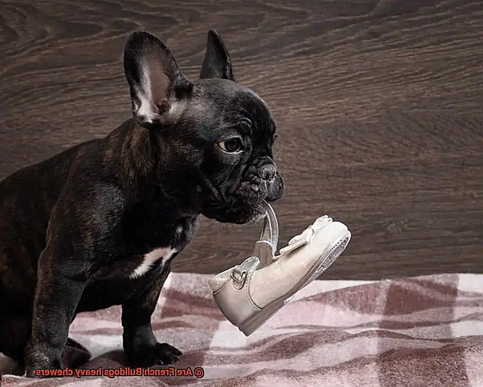 Are French Bulldogs heavy chewers-4