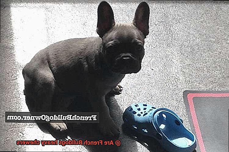 Are French Bulldogs heavy chewers-3