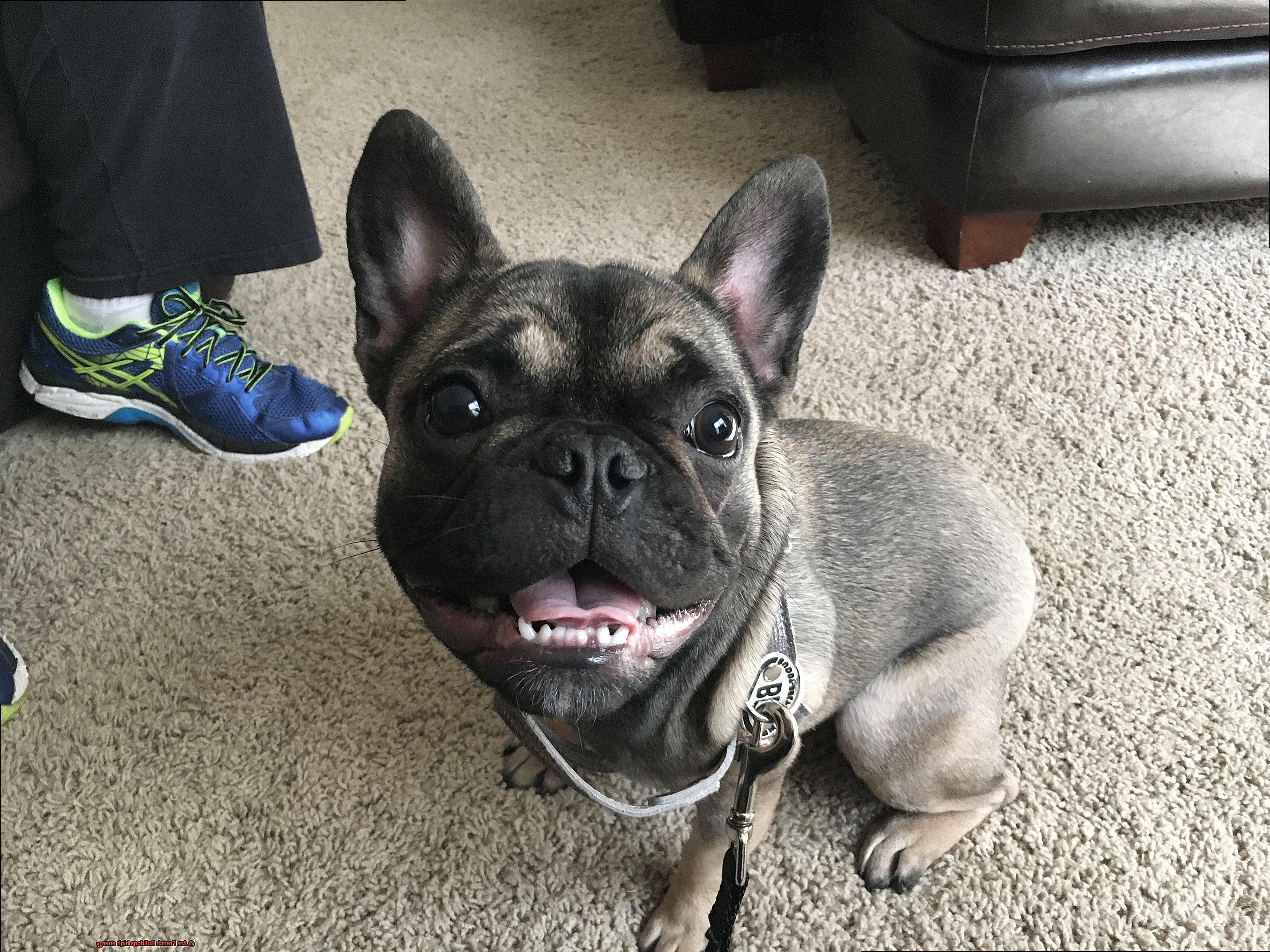 Are French Bulldogs high energy-6