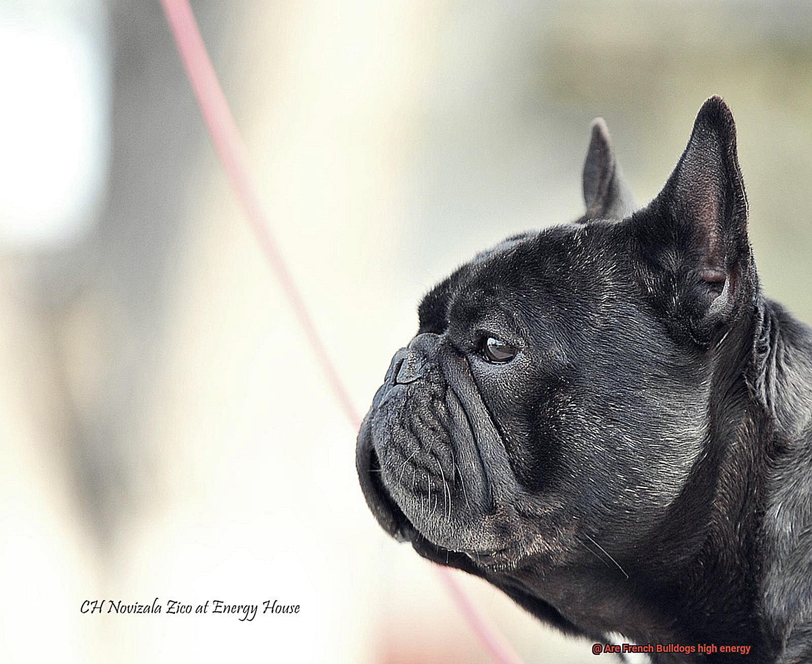 Are French Bulldogs high energy-7