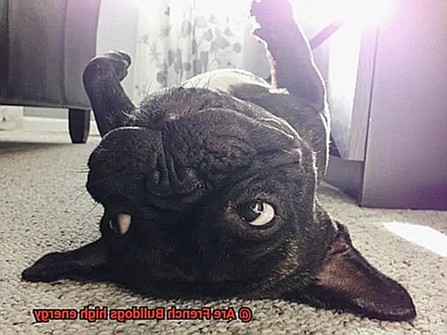 Are French Bulldogs high energy-4